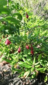 Image result for Gymnosporia tenuispina