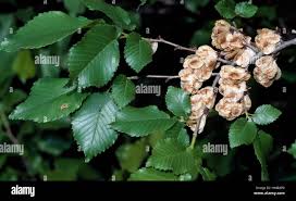Image result for Ulmaceae