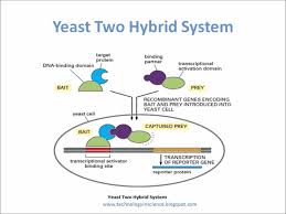 Yeast Two Hybrid System For Protein Protein Interaction Studies Interactive Yeast Study