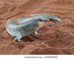 Lobo-da-areia