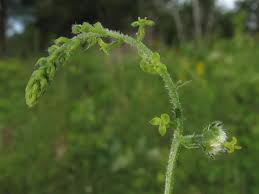 Image result for Tragia glabrata