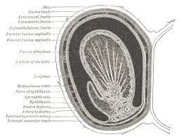 Using quick, short strokes, surround the guide line and give it shape. Testicle Wikidoc