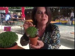 Já se reúnem as quadras para colocar nos vasos dos manjericos, para enriquecer esta poesia popular, aqui deixamos mais 20 quadras, escolha a sua preferida e coloque no seu manjerico. Manjericos Tradicao Do Sao Joao Do Porto Youtube