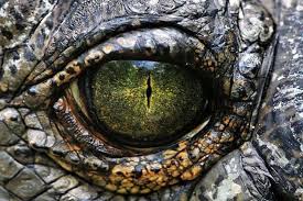 Maybe you would like to learn more about one of these? Animals With Beautiful Eyes Stunning Close Ups
