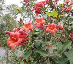 Image result for Bignonia capreolata