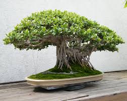 Image result for Ficus conraui
