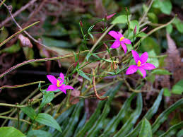 Image result for Chironia gratissima