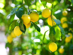 Perfect and ready for a gin and tonic! Lemon Tree Dropping Fruit What Causes Fruit Drop In Lemons