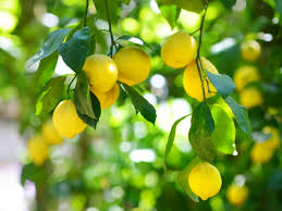 Maybe you would like to learn more about one of these? Lemon Tree Dropping Fruit What Causes Fruit Drop In Lemons