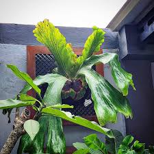 Image result for Platycerium stemaria