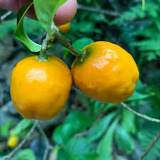 Image result for Tabernanthe