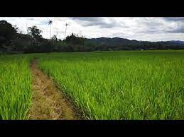 Gambar lukisan rumah kampung lowongan kerja sumber lololokerja.blogspot.com. Tenom Pemandangan Sawah Padi Di Kg Sawang Melalap Youtube