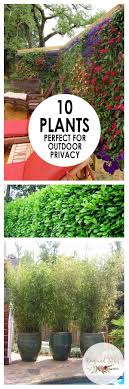 Zebra plants require a sunny environment and ample water along with fertilizer in early spring. Outdoor Privacy Plants Landscaping Outdoor Living Beesandrosesblog Privacy Landscaping Outdoor Gardens Backyard Landscaping