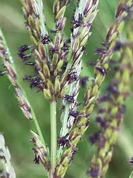 Image result for Digitaria dunensis