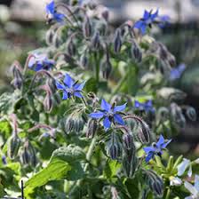 Image result for Borago officinalis