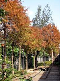 復興崗 落羽松步道 yizhu 愛夢園 隨意窩xuite日誌 sidewalk structures