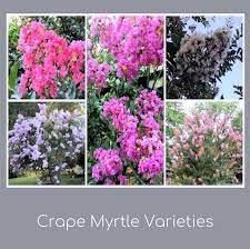 We did not find results for: A Guide To Northeastern Gardening Crape Myrtle A Personal Favorite For Long Blooming Time And Lasting Color