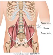 Figurative anatomy muscles of the torso. Shutterstock Puzzlepix