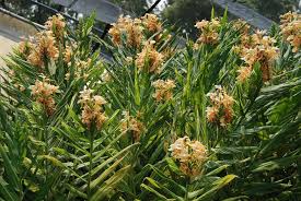 Image result for Helichrysum moggii