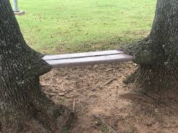 Found These Trees Holding Up A Bench Seat Mildlyinteresting