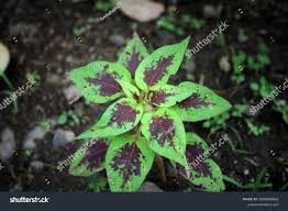 Image result for Amaranthus dubius