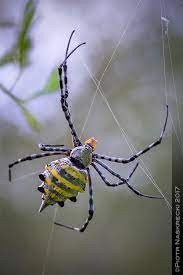 Southern Tiger Spider Argiope Australis From Gorongosa National Park We Know Very Little About The Arachnid Fa Spider Species Bugs And Insects Weird Insects