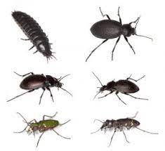 Beetles (coleoptera) | discover & learn about types of beetle insects. Ground Beetles Can Become Indoor Pests Colonial Pest Control