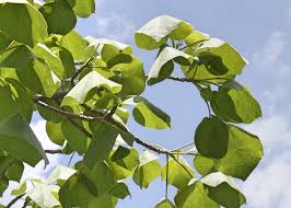 Image result for Hernandiaceae