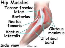 The muscles involved in hip motion are attached to the joint at these trochanters. Physical Therapy In Raleigh For Hip Anatomy