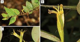 Image result for Phragmanthera