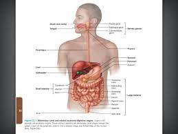 Chapter 23 Digestive System Flashcards Quizlet