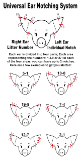 Pig Ear Notching Ear Notch Diagram Pigs Pig Farming