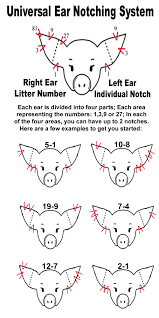 pig ear notching ear notch diagram pigs pig farming