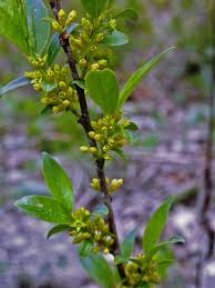 Image result for Rhamnaceae