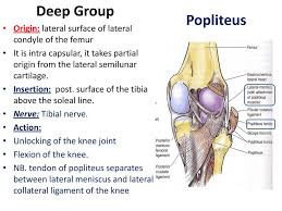 Think you may have arthritis? By Prof Saeed Abuel Makarem Ppt Download
