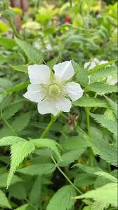 Image result for Rubus rosifolius