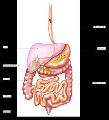 Maybe you would like to learn more about one of these? Qu Est Ce Qu Un Cancer Colorectal Fondation Arc Pour La Recherche Sur Le Cancer