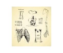 Rated 4.61 out of 5 based on 28 customer ratings. Sketch Anatomy Human Bone Vectors Human Skeleton Anatomy Vector And Ancient Bone Vectors