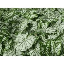 How To Plant, Grow, And Care For White Christmas Caladium