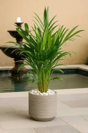 Image result for Chamaedorea cataractarum