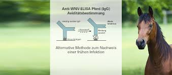 Jun 15, 2021 · im schnitt sind hierzulande etwa 1,2 prozent der hunde mit dem peitschenwurm trichuris vulpis befallen.in manchen europäischen hundezuchten sind es allerdings bis zu 30 prozent der hunde. West Nil Virus Bei Pferden Euroimmun