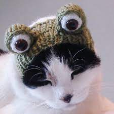 Knitting Pattern Pet Hat Costume Pdf Instant Download Frog Cat Cute Halloween Disguise Crochet Cat Hat Cat Hat Pattern Pet Costumes Cat