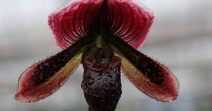 Photo Essay Hawaiian Grown Orchids Greener On The Inside Orchids Green Photo