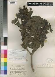 Image result for Psychotria mahonii