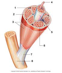 Structure Of Skeletal Muscle Diagram Quizlet