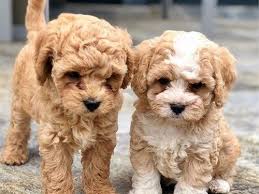 Come visit us in huntington ny today. Cavapoo Breeders In California Our Fit Pets