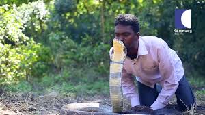 Vava Suresh Kissing The Deadliest Snake The King Cobra In Kerala Snake Master Kaumudy Tv Youtube You can use our numbers to verify any services like google, twitter, whatsapp, facebook, viber, line, wechat, kakaotalk and many more.