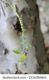 Image result for Cynoglossum lanceolatum