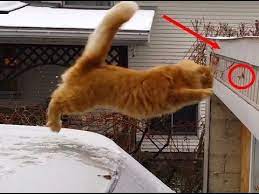 Quot Cats Falling Quot Funny Cats Jumping And Falling 2015 Compilation Hd 720p Compilation Falling Funny Animal Fails Cat Jump Fail Funny Cat Compilation