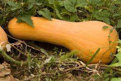 Butternut Semis Culture Et Recolte De La Courge Butternut Jardinage Potager Jardin Potager Potager